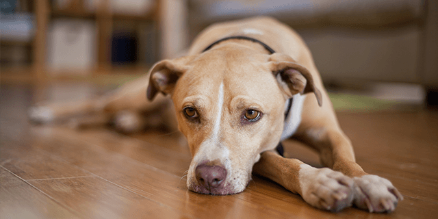 Learn how to protect your pets with pet insurance through First Tech Federal Credit Union.